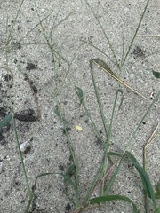 Digitaria