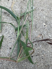 Digitaria