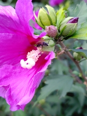 Hymenoptera