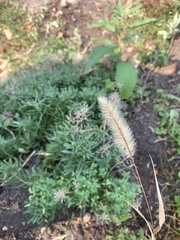 Setaria