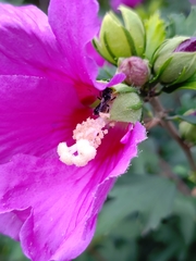 Hymenoptera