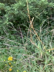 Digitaria