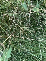Digitaria