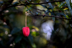 Crinodendron hookerianum
