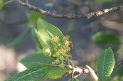 Coussapoa microcarpa