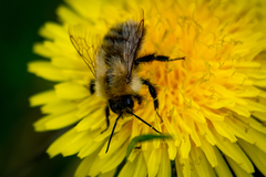 Bombus pascuorum