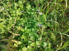Veronica chamaedrys