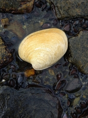 Retrotapes exalbidus