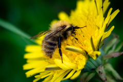 Bombus pascuorum