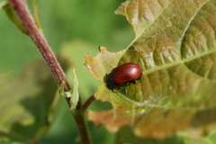 Chrysolina polita
