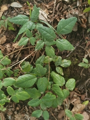 Boquila trifoliolata