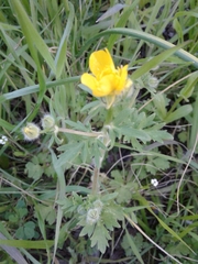 Ranunculus fascicularis