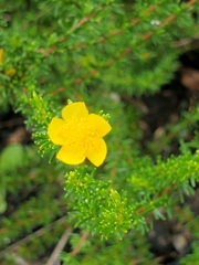 Hypericum tenuifolium