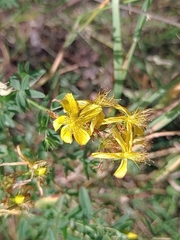 Hypericum perforatum