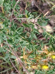 Hypericum perforatum