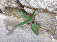 Kalanchoe daigremontiana