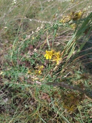 Hypericum perforatum