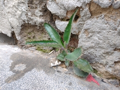 Kalanchoe daigremontiana