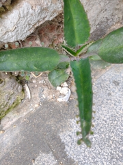 Kalanchoe daigremontiana