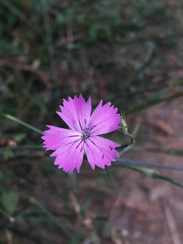 Dianthus carthusianorum