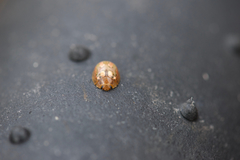 Paropsisterna debilis