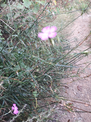 Dianthus carthusianorum