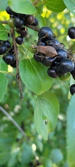 Picromerus bidens
