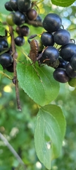 Picromerus bidens