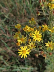 Jacobaea vulgaris