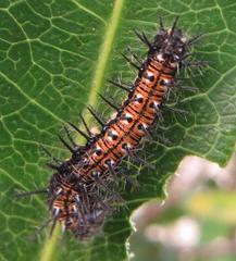 Acraea petraea