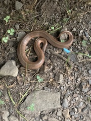 Virginia valeriae elegans