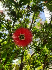 Callistemon