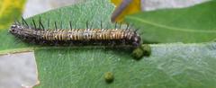 Acraea petraea