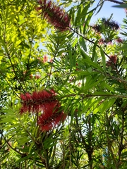 Callistemon