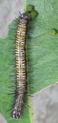 Acraea petraea
