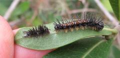 Acraea petraea