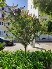 Callistemon
