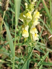 Linaria vulgaris