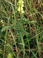 Linaria vulgaris
