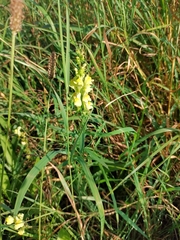Linaria vulgaris