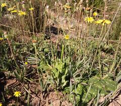 Othonna heterophylla