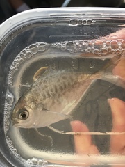 Peprilus triacanthus