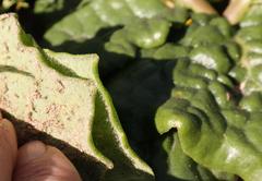 Othonna heterophylla