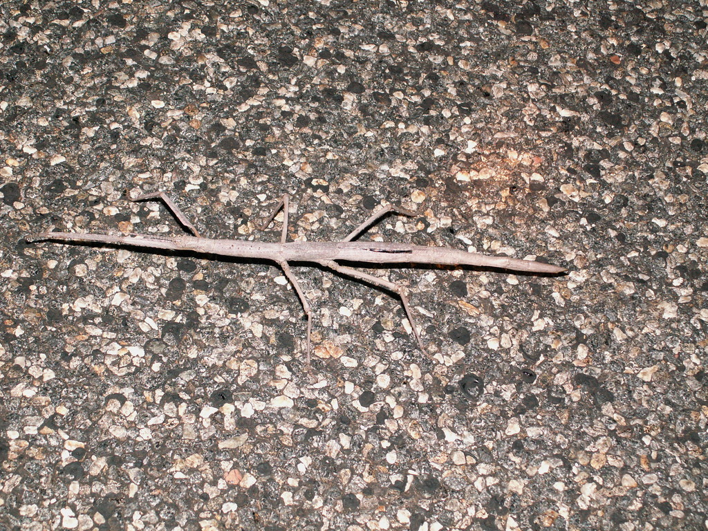 Paronchestus pasimachus