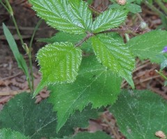 Rubus carpetanus