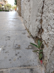 Kalanchoe daigremontiana