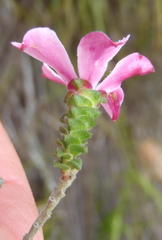 Acmadenia tetragona
