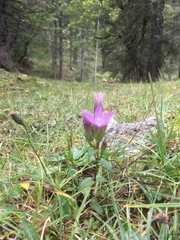 Gentianella germanica