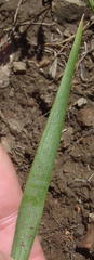 Eriospermum bifidum