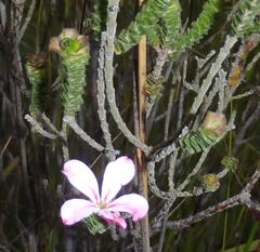 Acmadenia tetragona